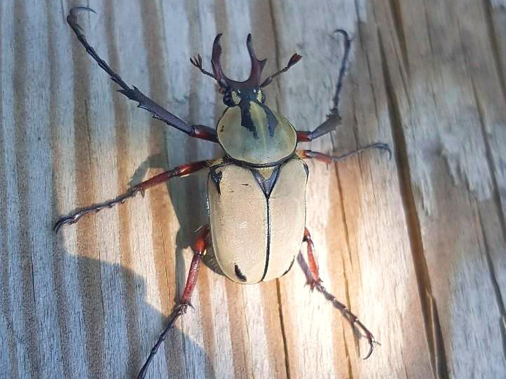 사슴풍뎅이 (2).jpg