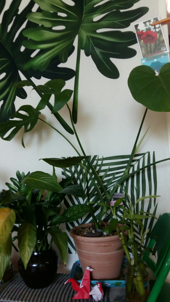 몬스테라 1.jpg