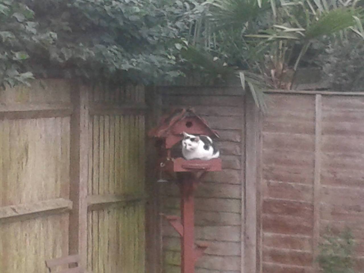 cat in the bird table.jpg