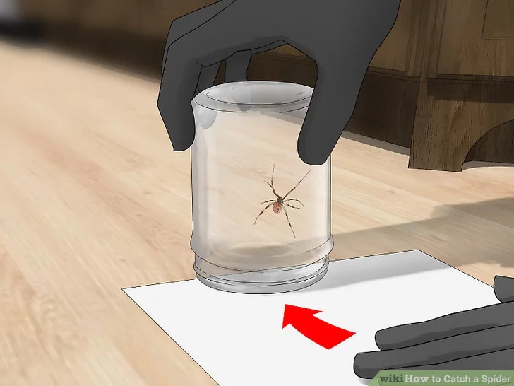 aid645604-v4-728px-Catch-a-Spider-Step-2-Version-4.jpg.jpg