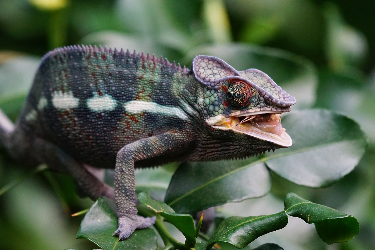 chameleon-g3d8e36962_1920.jpg