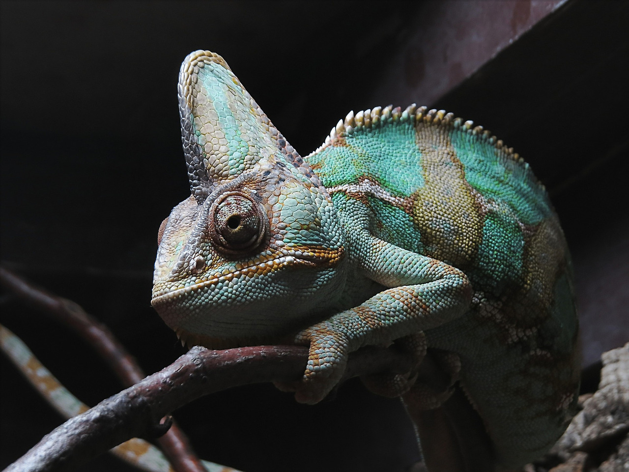 chameleon-g88be44284_1920.jpg