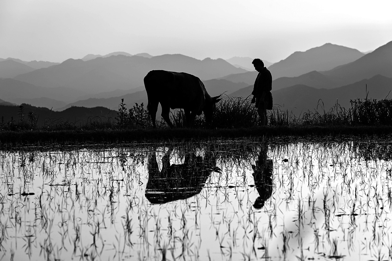 WC_검은 소_Black Ox_02.jpg