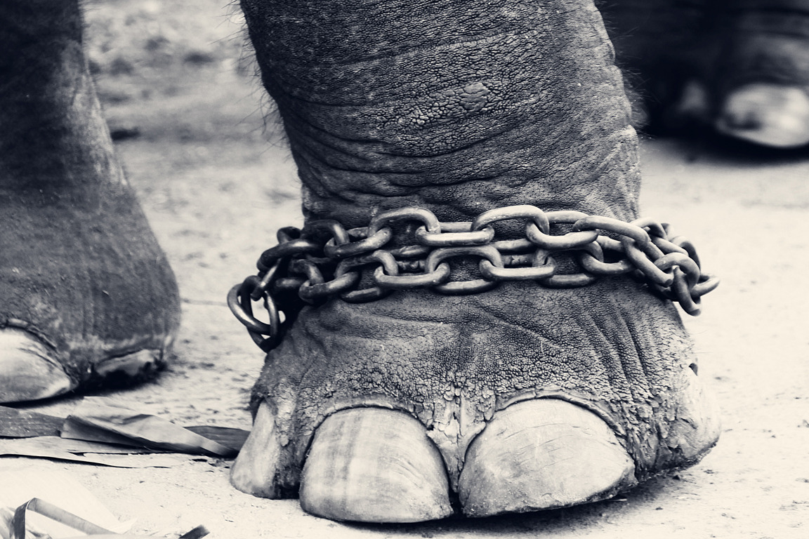 Leg_of_a_chained_elephant.jpg