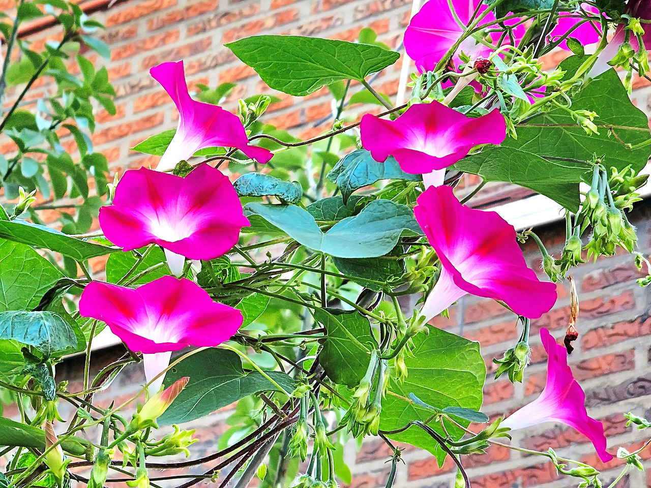 아침형 인간.jpg