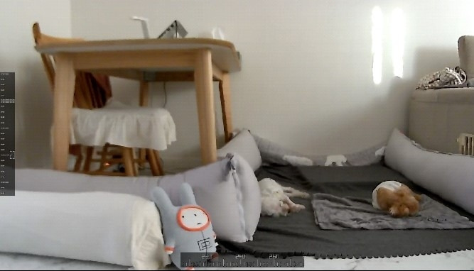 잠든 멍뭉이들.jpg