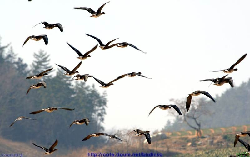 기러기.jpg