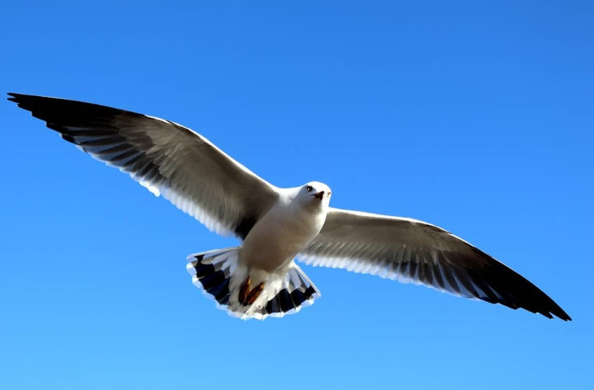 갈매기의 꿈 6.jpg