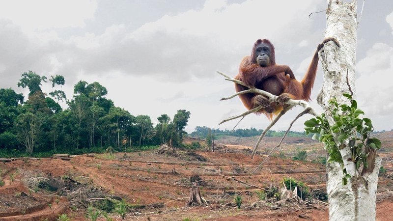 Orangutan.jpg