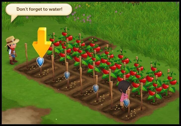 tomatoes-need-to-be-watered-in-farmville.jpg