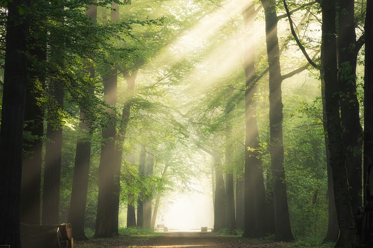 pathway-middle-green-leafed-trees-with-sun-shining-through-branches.jpg