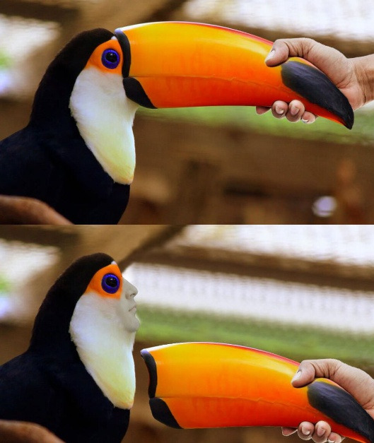 왕부리새 장난.jpg