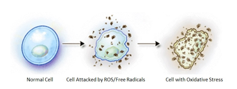 oxidative stress 그림굿.jpg