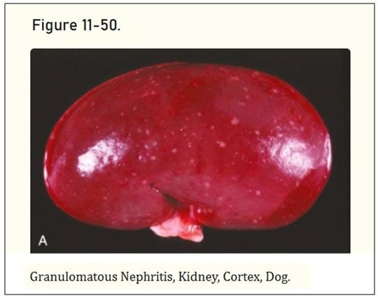 개 신장 사진.. (1).jpg