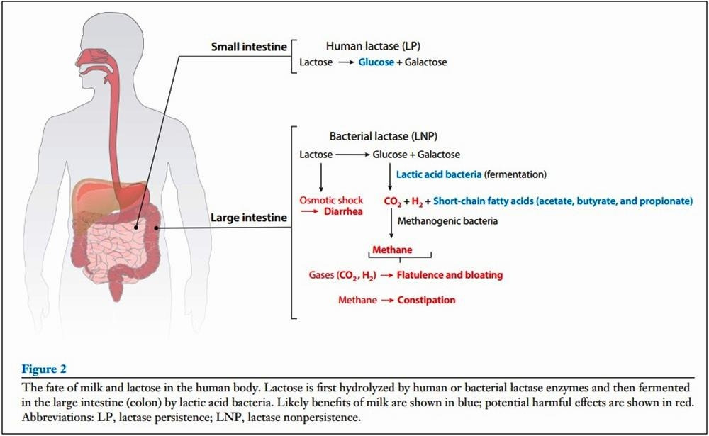유당불내증그림Fig2 (1).jpg