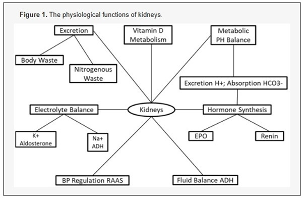 kidney 기능들.jpg