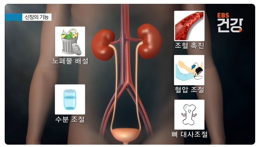 신장의기능...jpg