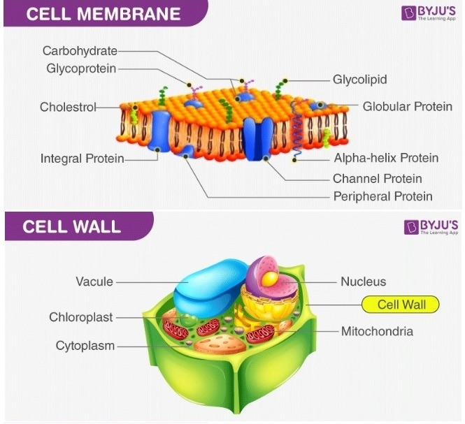 cell wall.....jpg