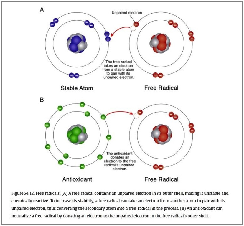 Free radical.jpg