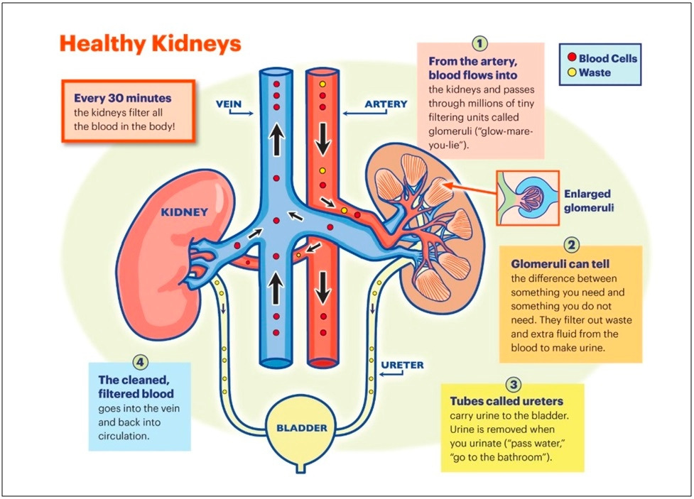 healthy kidney...jpg