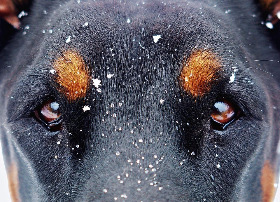 eyes-and-the-snow-flakes-1133707_1920.jpg