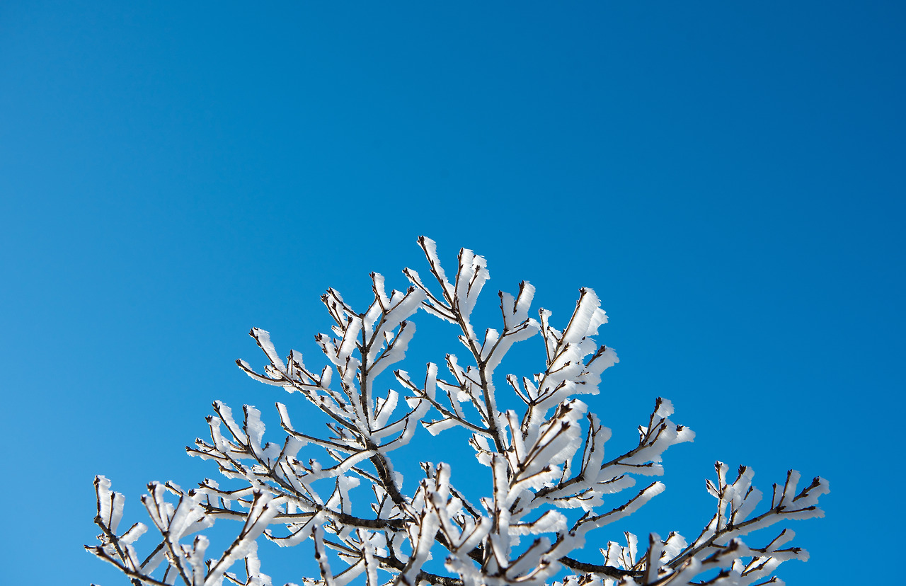 snow on the branches_2.jpg