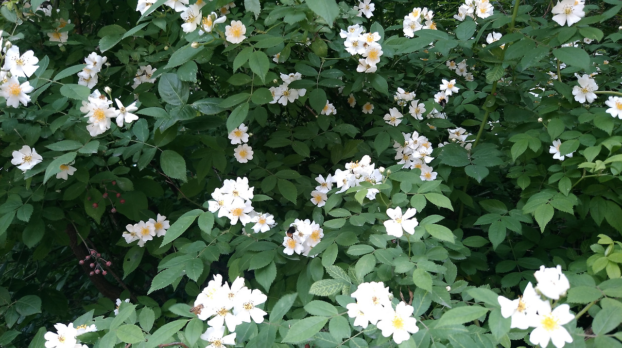 2018-05-15 09.02.56.jpg