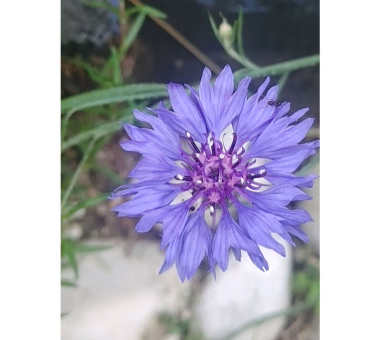 수레국화 앞에서 (2).jpg