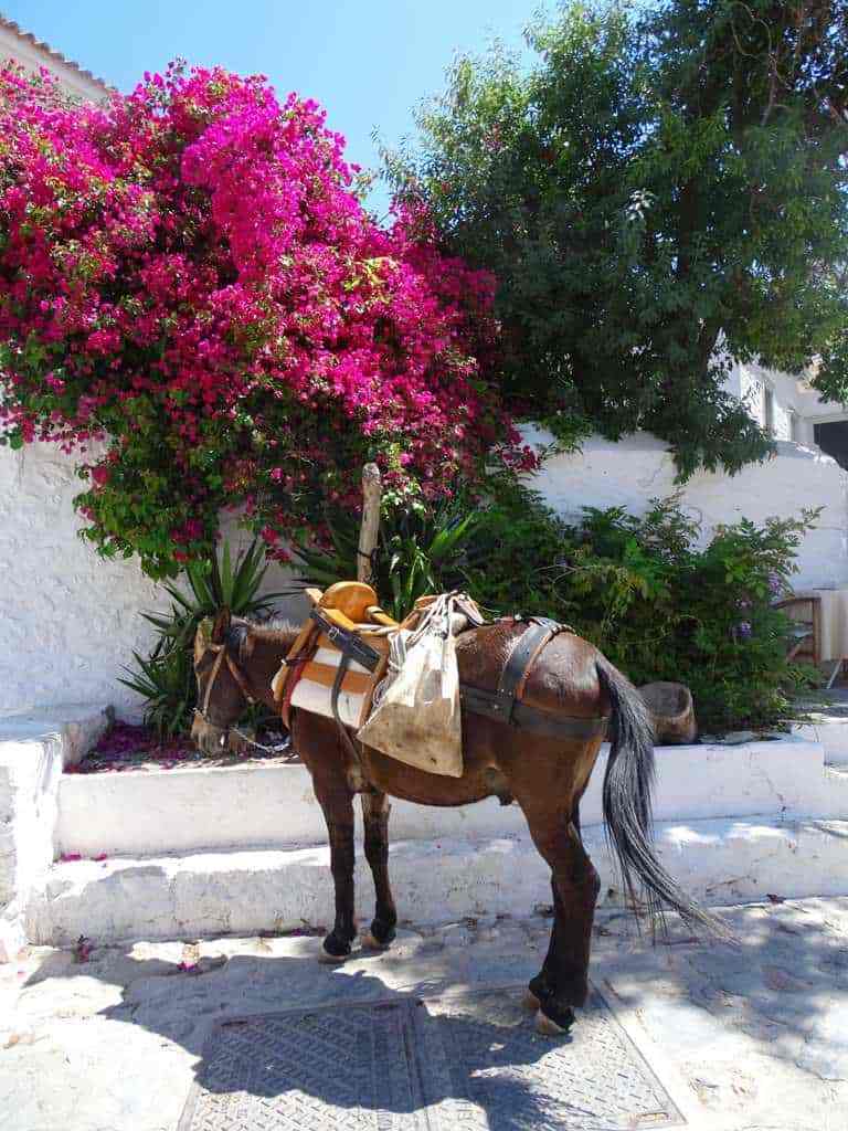 donkey-in-Hydra-minhttpsgreecetravelideas.com.jpg