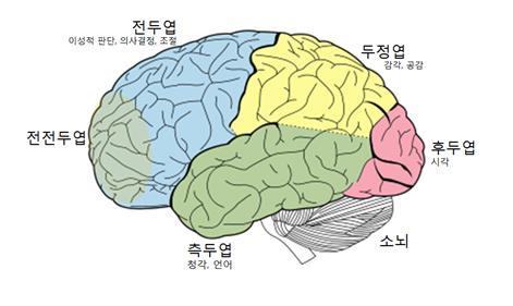 전두엽.jpg