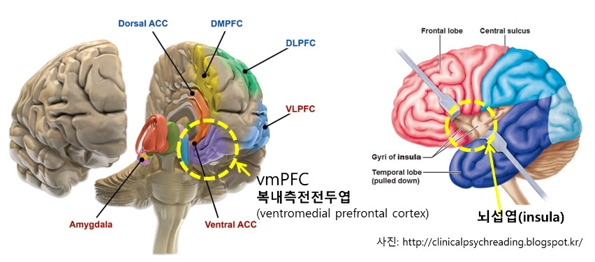 복내측전전두엽-뇌섬엽.jpg