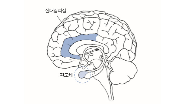 전대상 피질.jpg