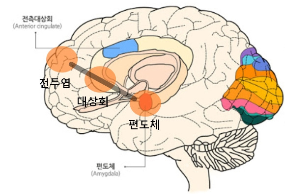00_감정조절의 뇌-뇌연결성.jpg