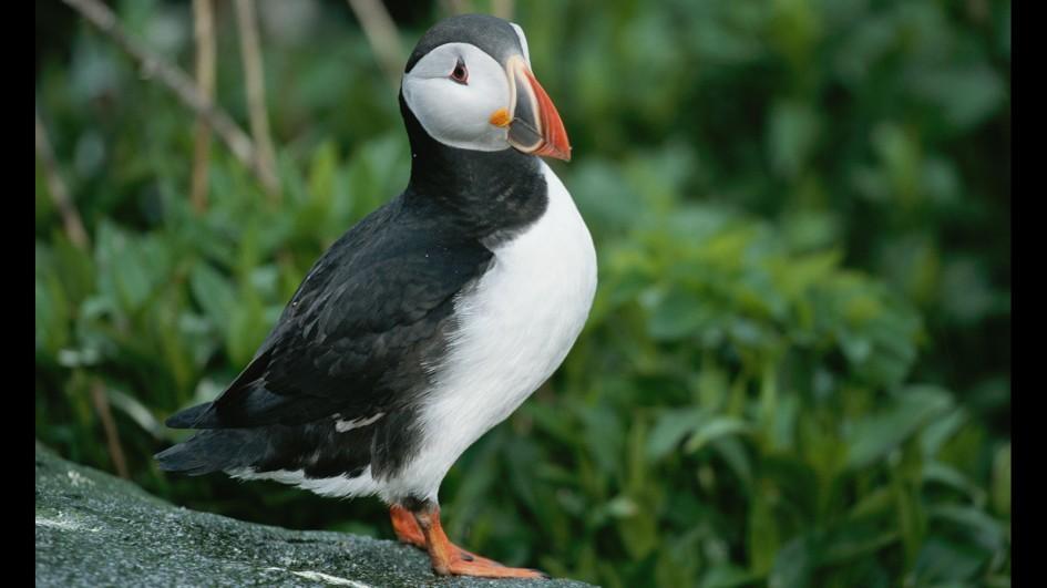 Atlantic-puffin-rock.jpg.adapt.945.1.jpg