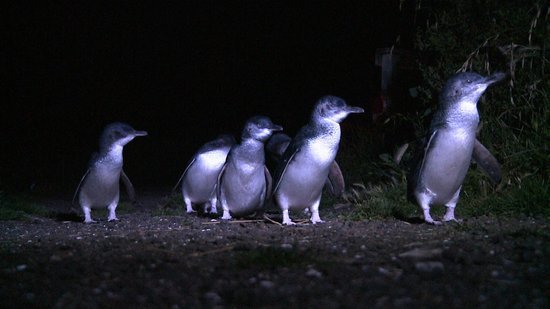 bicheno-penguin-tours.jpg