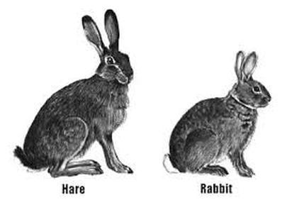 hare.jpg