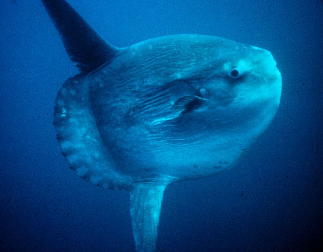 1280px-Mola_mola.jpg