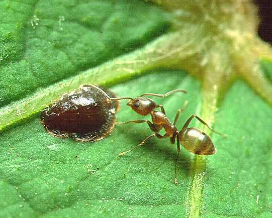 Linepithema_Argentine_ant.jpg