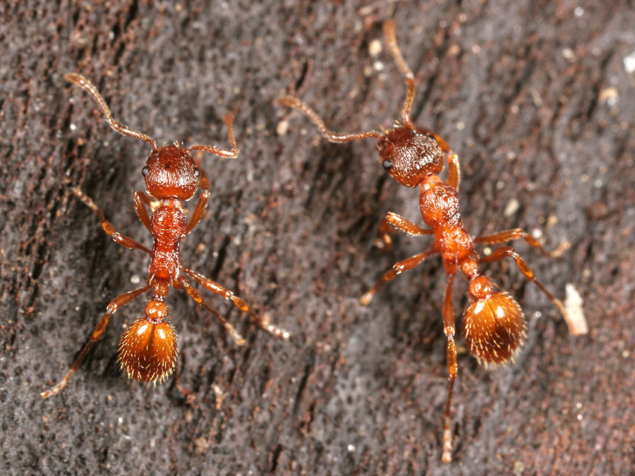 Myrmica-rubra-workers.jpg