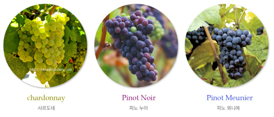 포도품종.jpg
