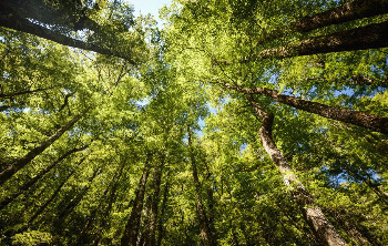 looking-up-forest1.jpg