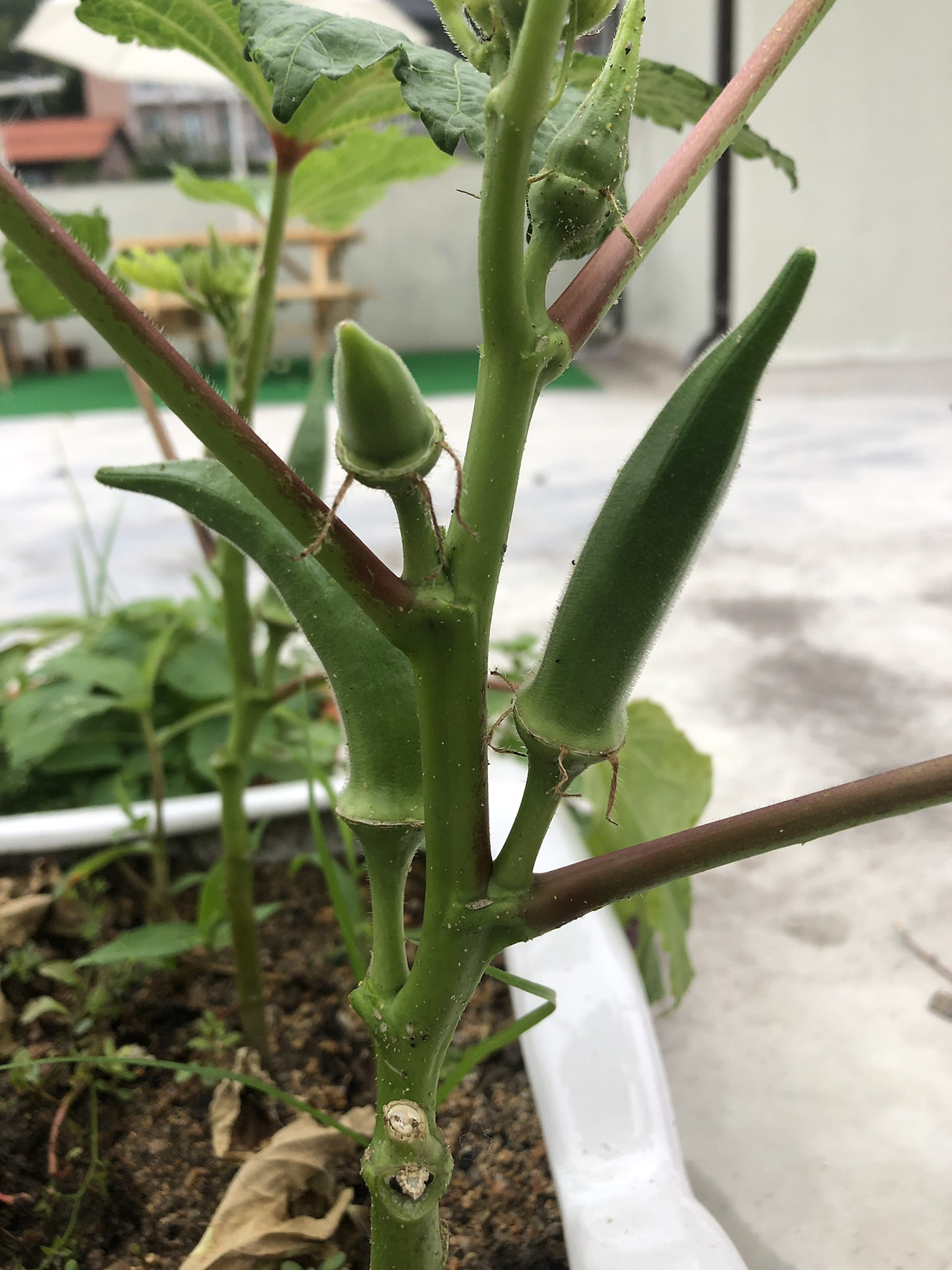 P20190723_065032618_19EAB4AC-B8AC-40CC-B8E1-5DF13630F09C 2.jpg