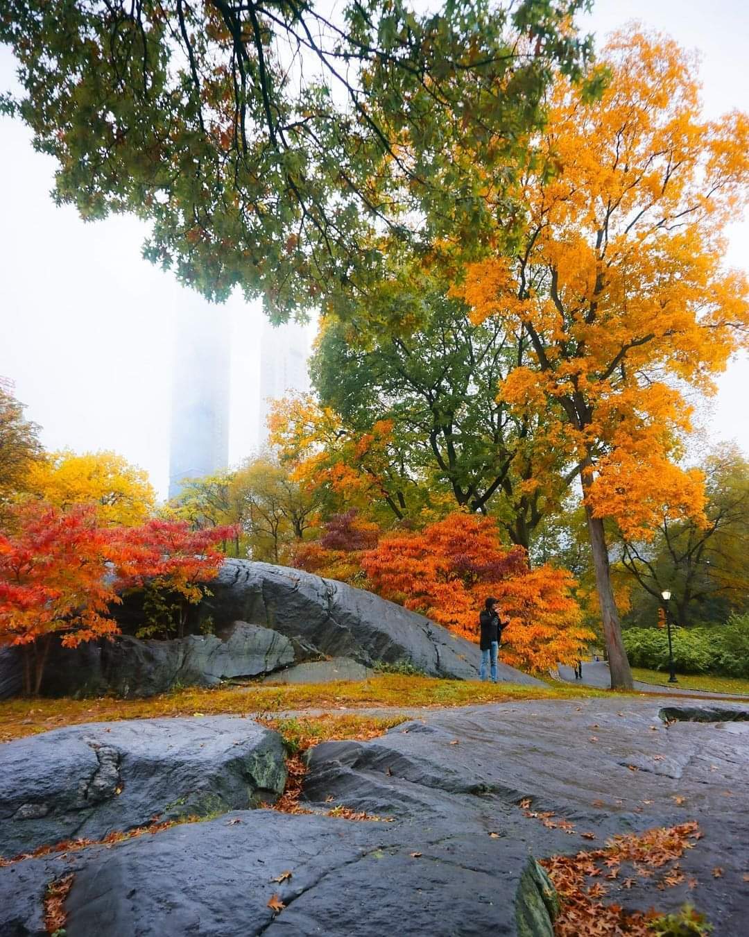 autumn central park 3.jpg