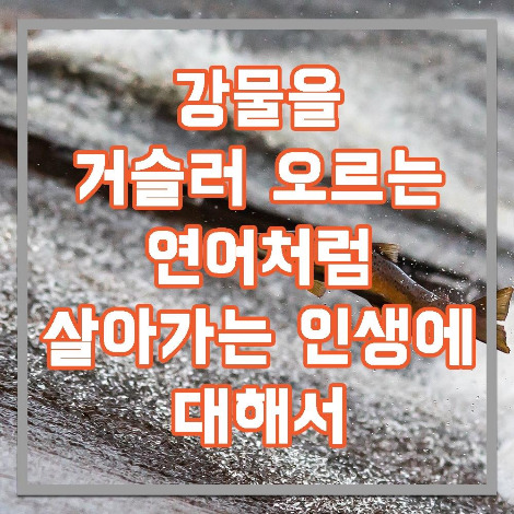 연어처럼.jpg