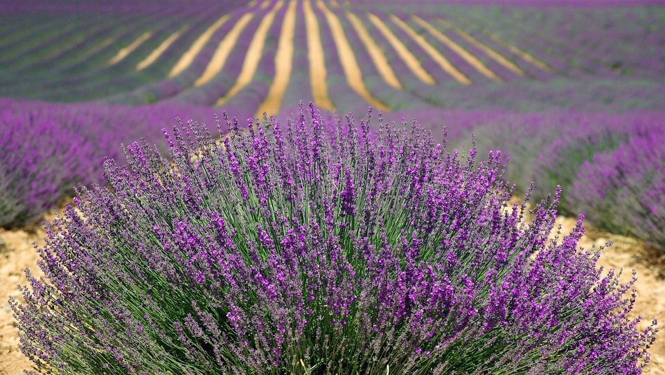 lavenders-894919_960_720.jpg