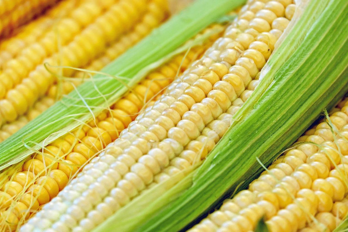 corn-1605664_1920.jpg