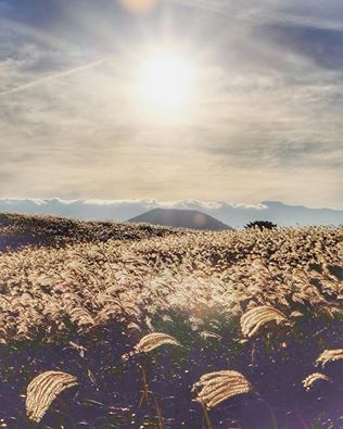 제주가을 억새.jpg