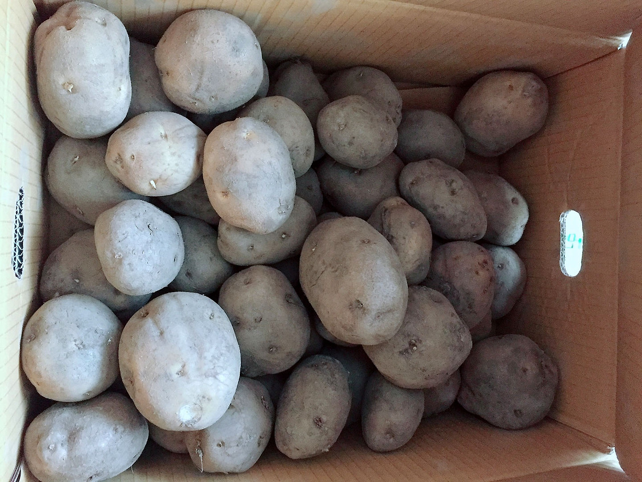 강원도 감자_.jpg