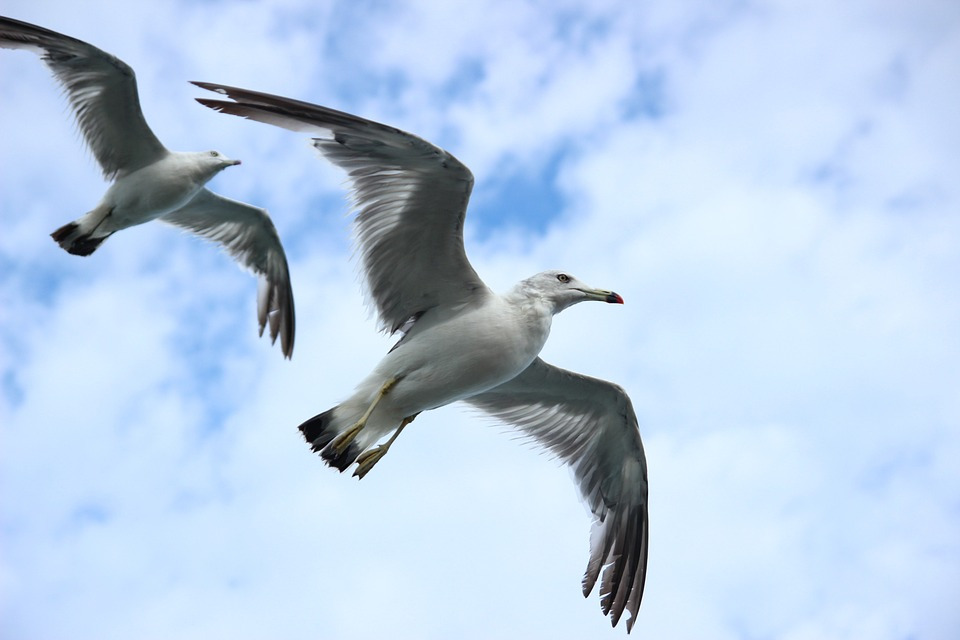 seagull-623520_960_720(하늘).jpg