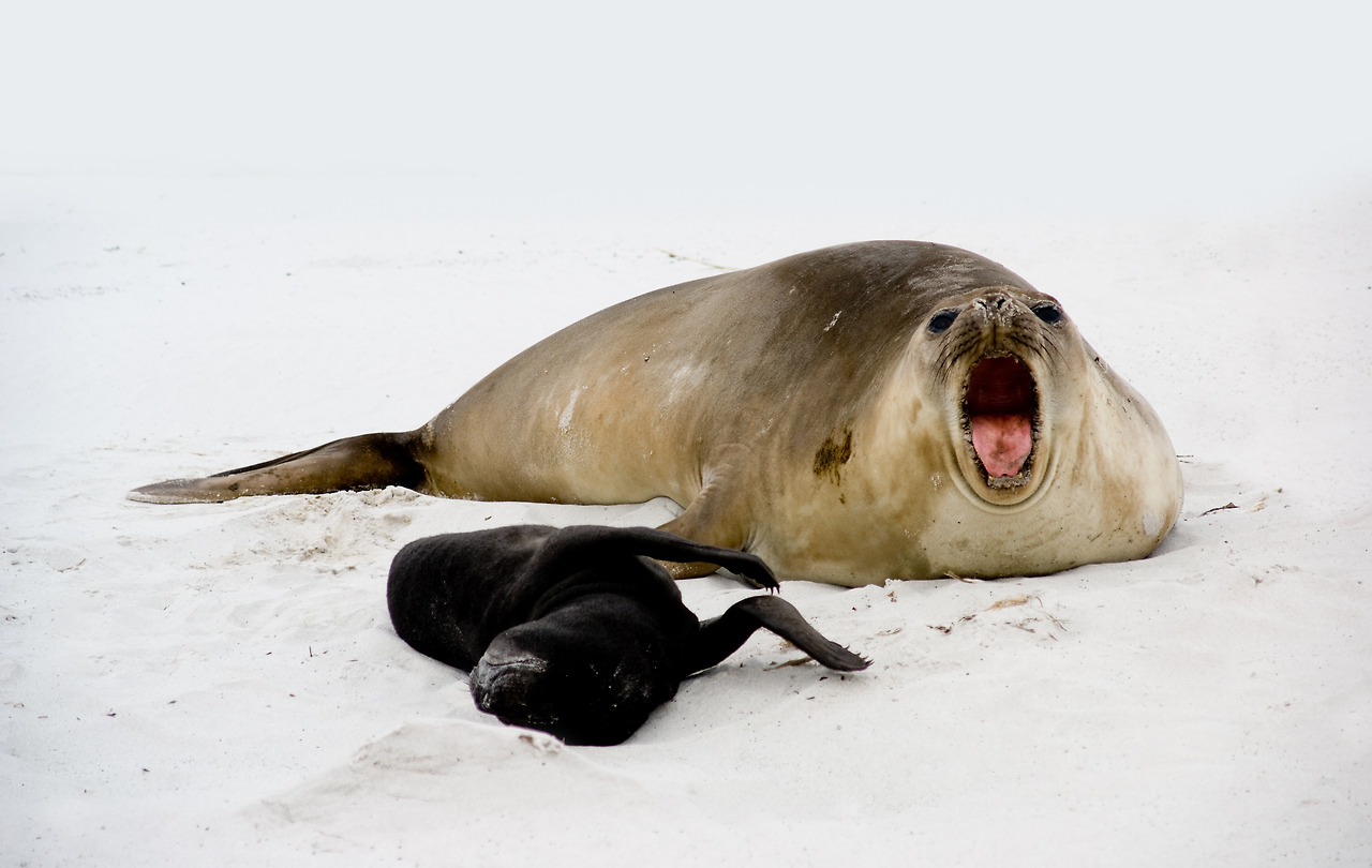 storyblocks-female-elephant-seal-roars_HEgtSlOaNG.jpg
